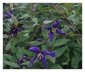 CLEMATIS x (int,)'Petit Faucon'